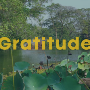 Gratitude: A 12 Minute Guided Meditation